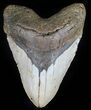 Giant, Megalodon Tooth - North Carolina #59009-1